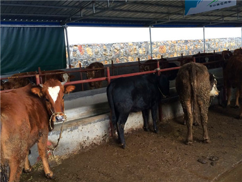 丝瓜视频在线看污